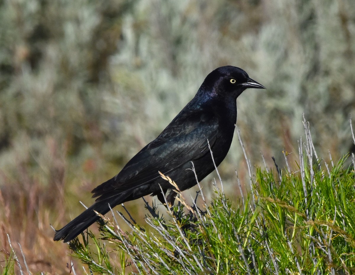 Brewer's Blackbird - Alec Andrus