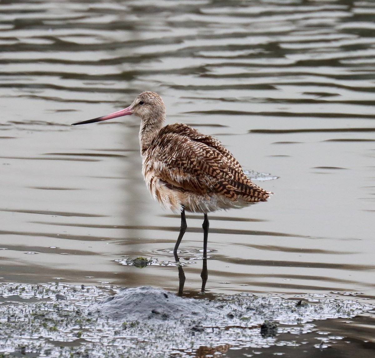 Marbled Godwit - ML619214360