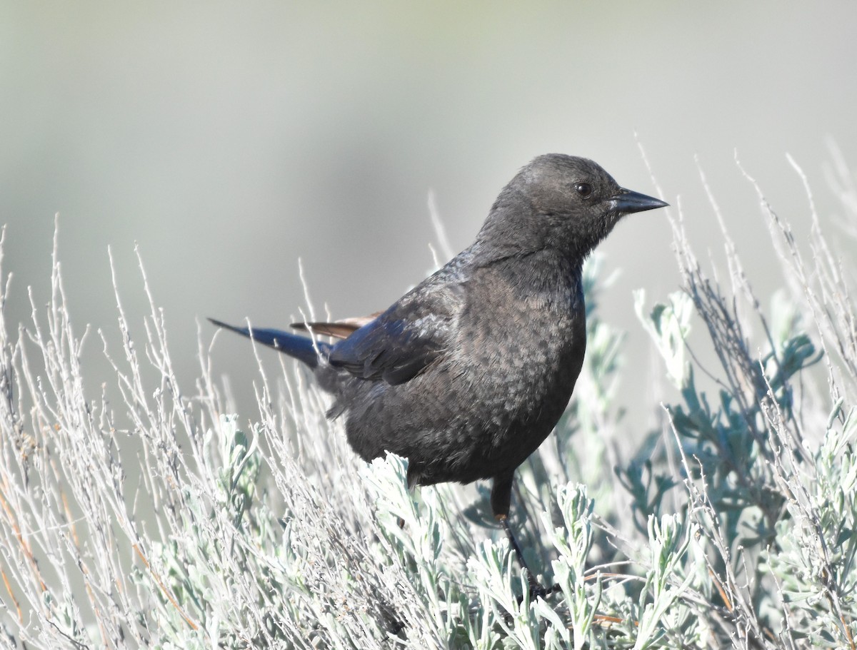 Brewer's Blackbird - ML619214365