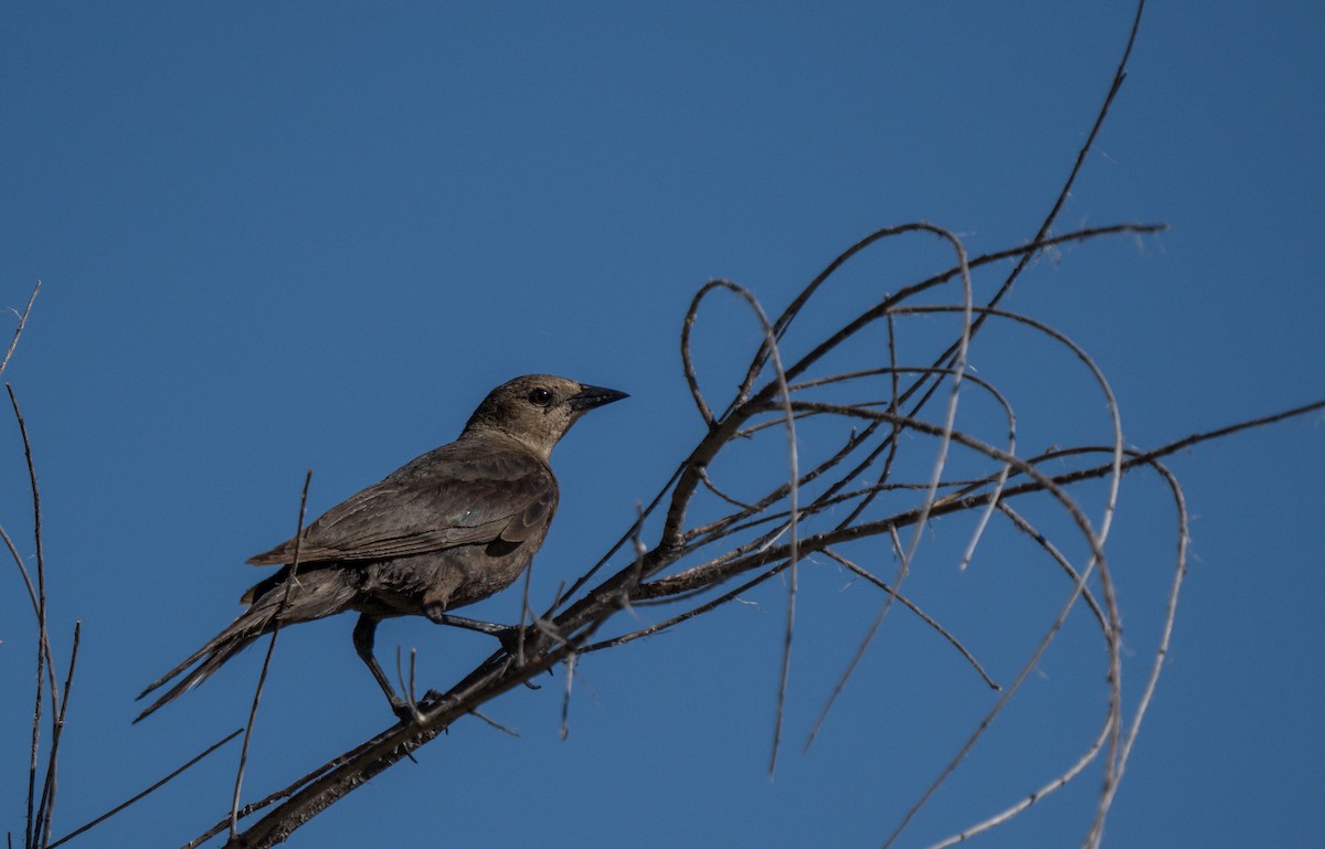 Brewer's Blackbird - Julian Ventres