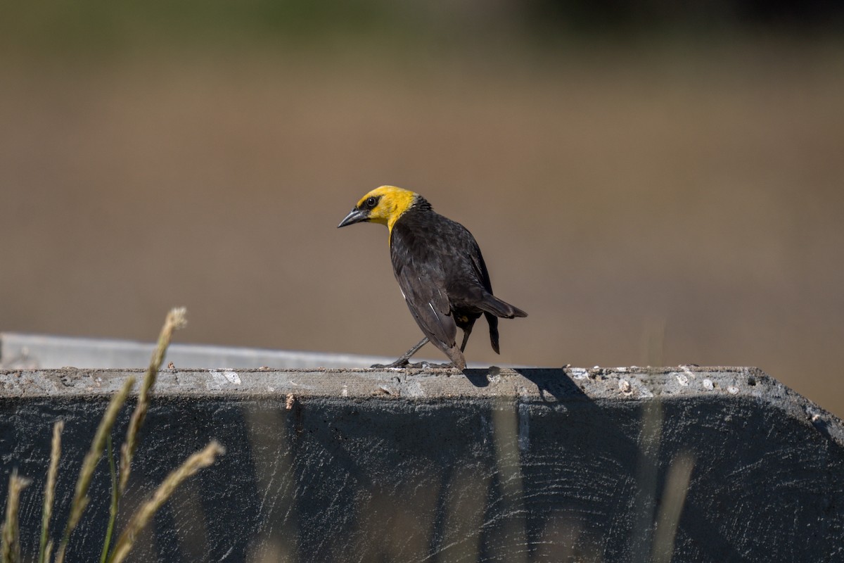 Yellow-headed Blackbird - Julian Ventres