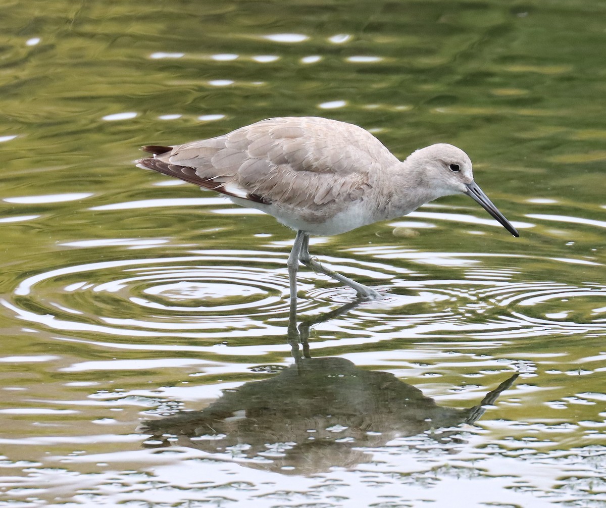 Willet - Teresa Palos