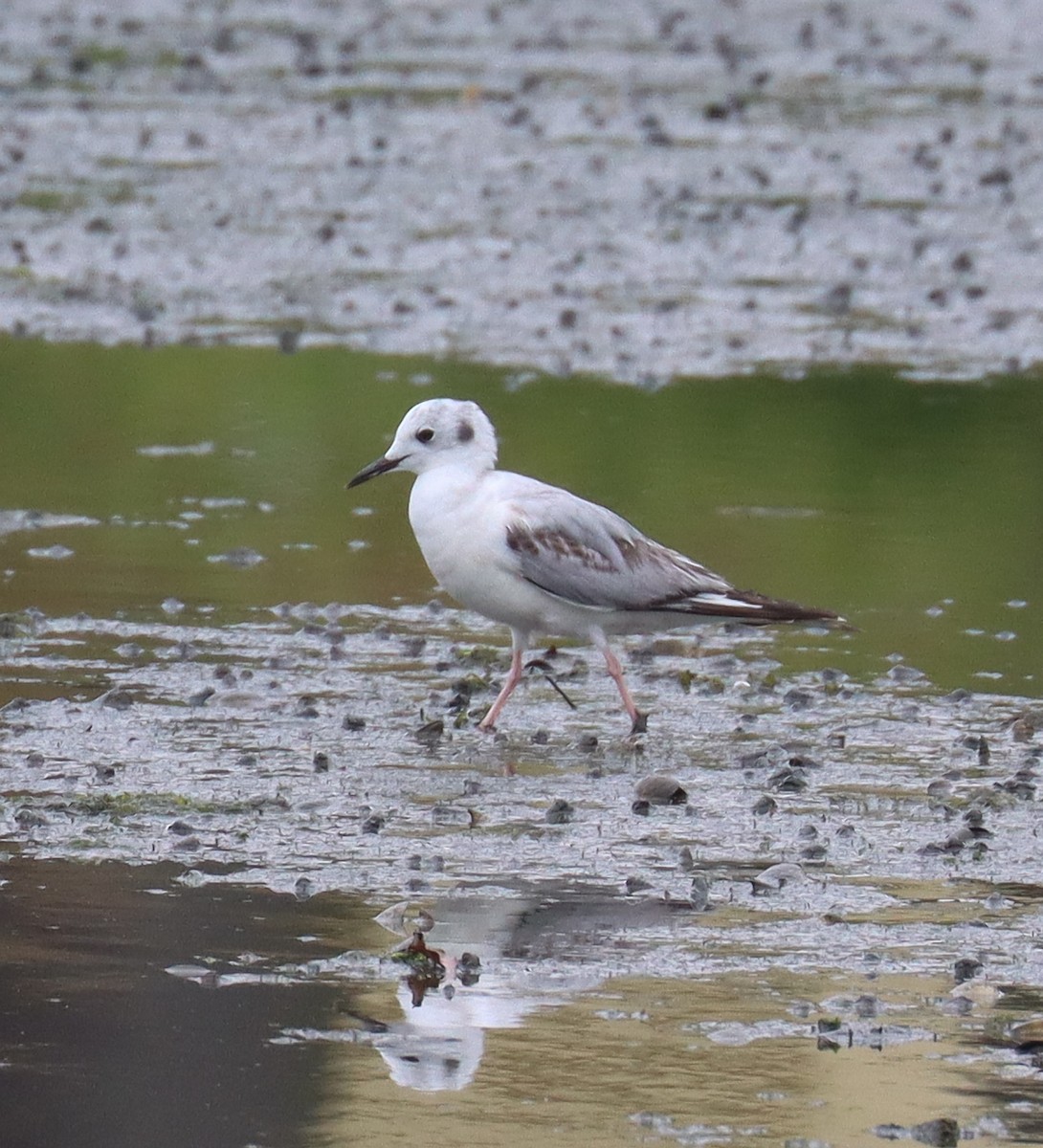 Bonaparte's Gull - Teresa Palos