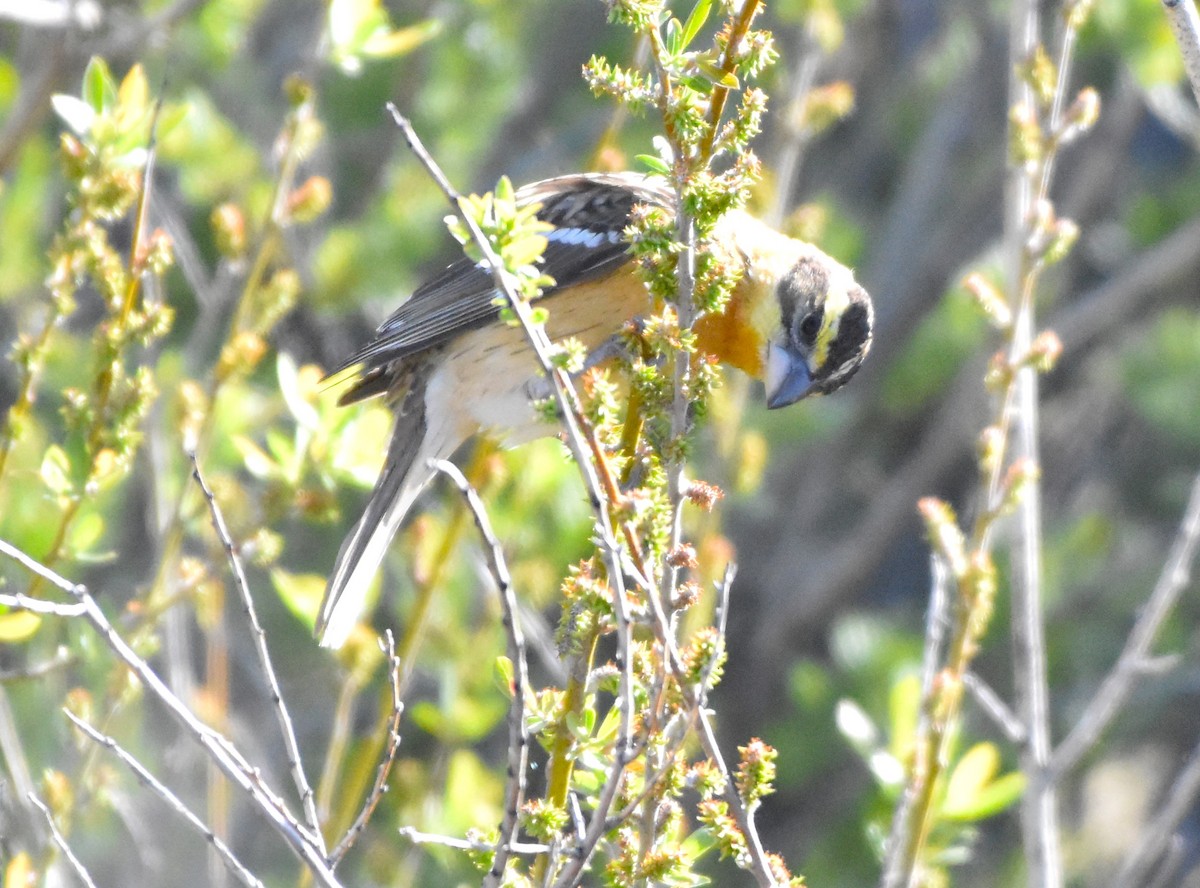 Black-headed Grosbeak - Alec Andrus