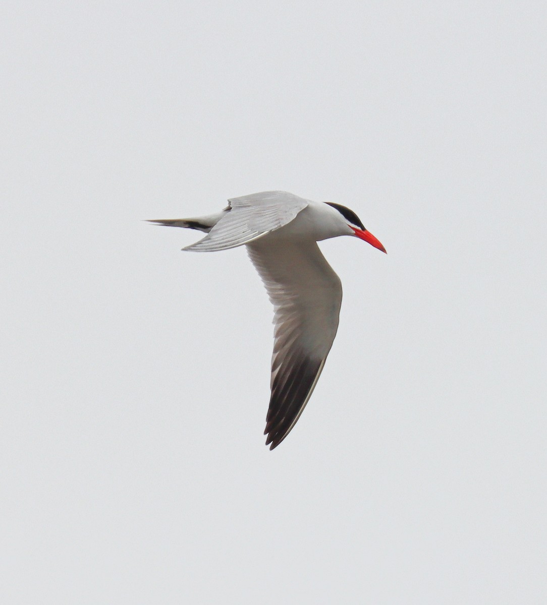 Caspian Tern - Teresa Palos