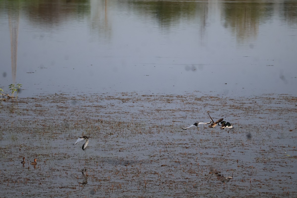 Pheasant-tailed Jacana - Leena m falke Dhenge