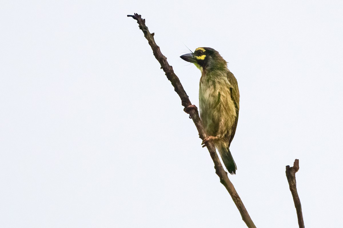 Coppersmith Barbet - Ravi Jesudas