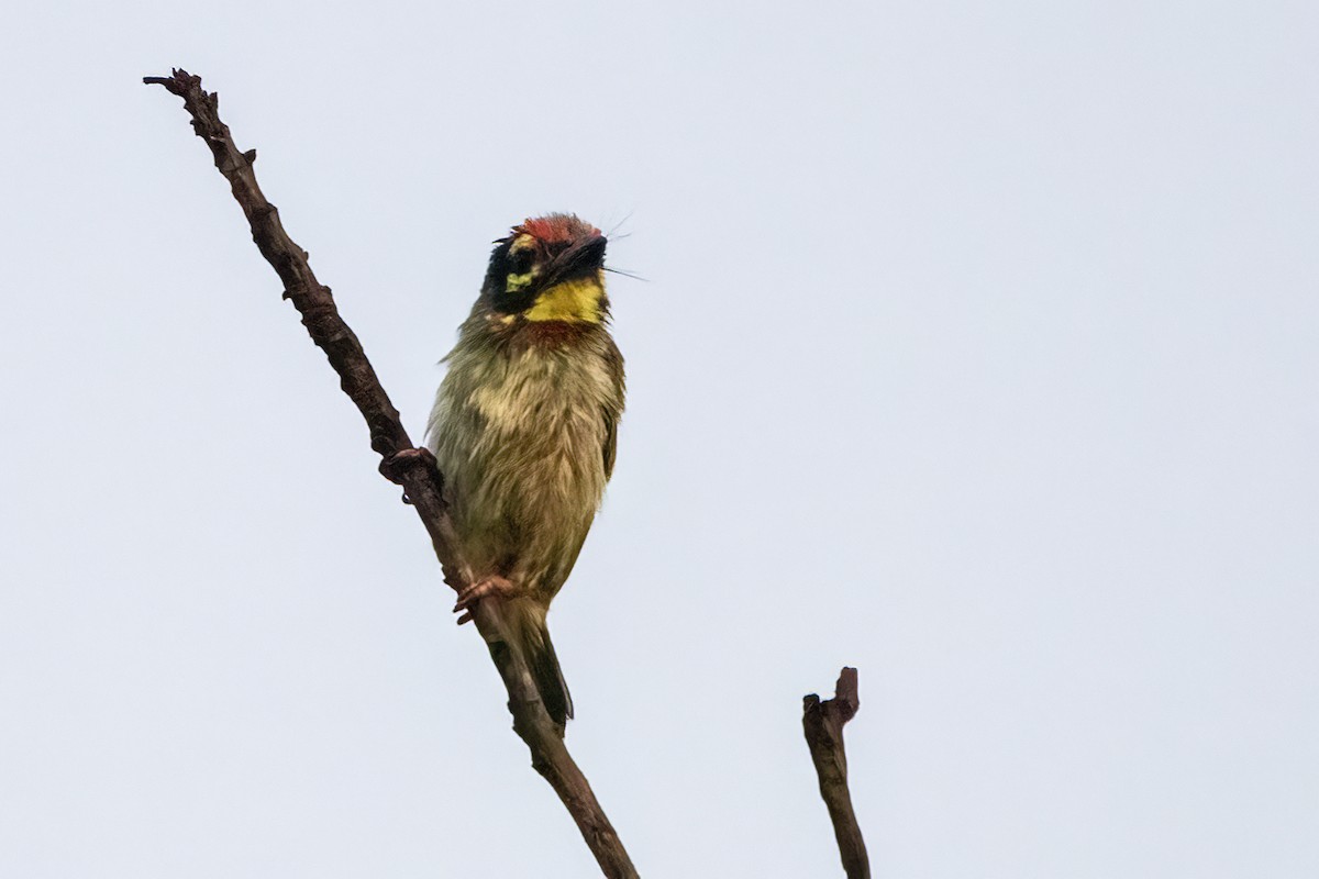 Coppersmith Barbet - Ravi Jesudas