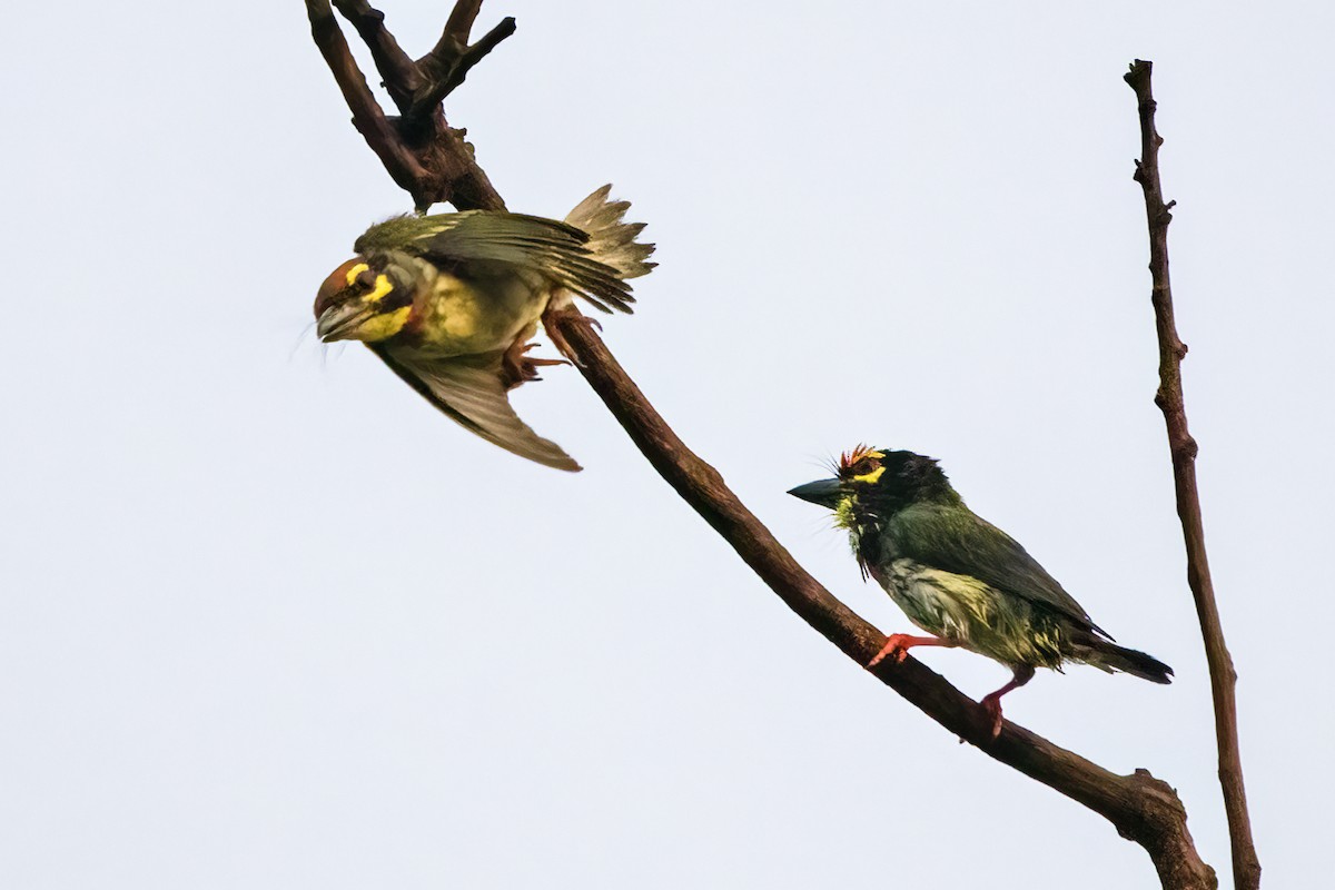 Coppersmith Barbet - Ravi Jesudas