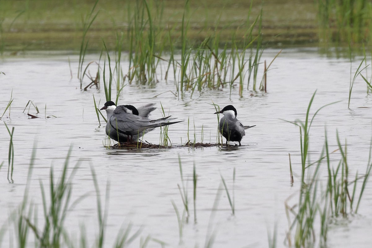 Whiskered Tern - ML619214418