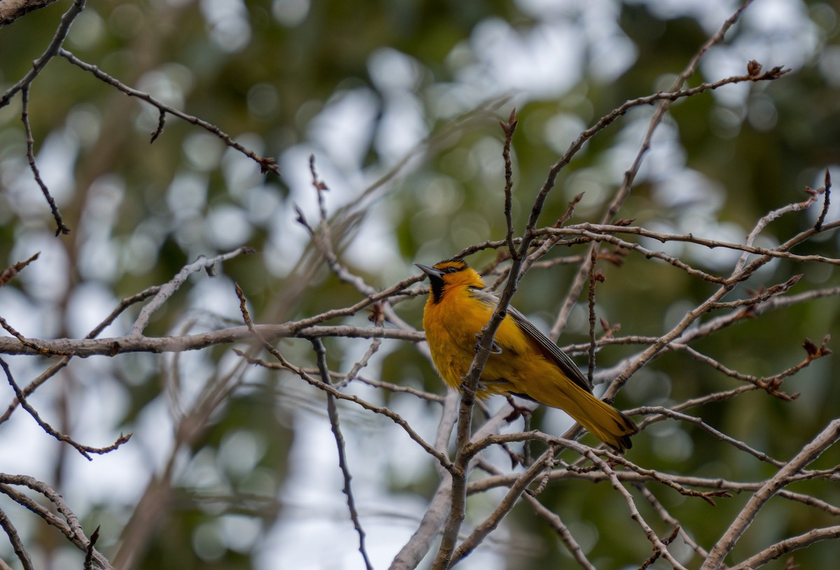 Bullock's Oriole - Julian Ventres