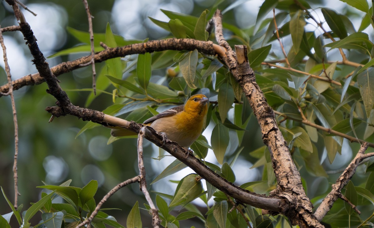 Bullock's Oriole - Julian Ventres