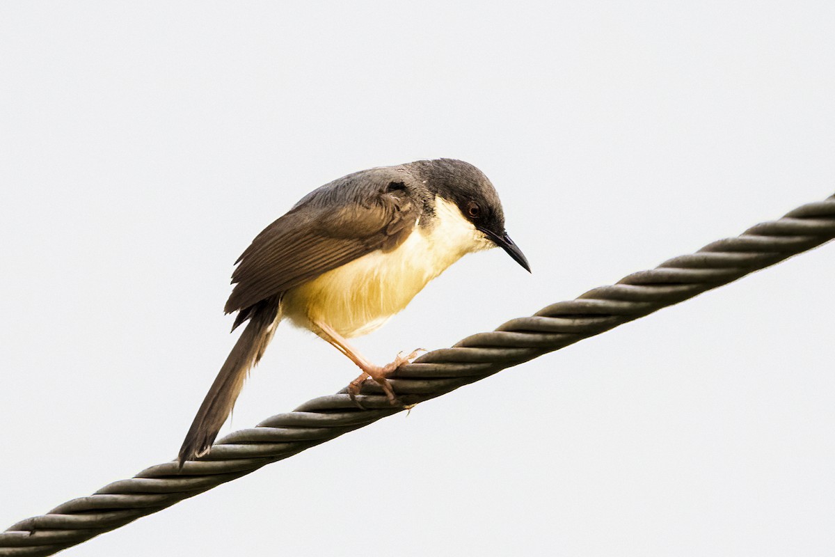 Ashy Prinia - Ravi Jesudas