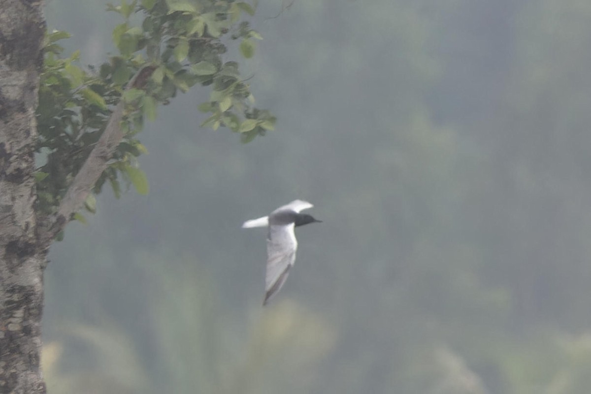 White-winged Tern - Paul Passant