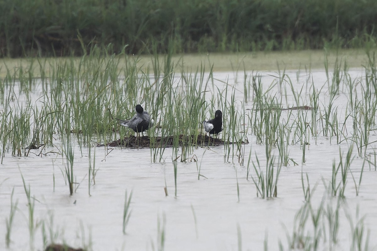 White-winged Tern - ML619214429