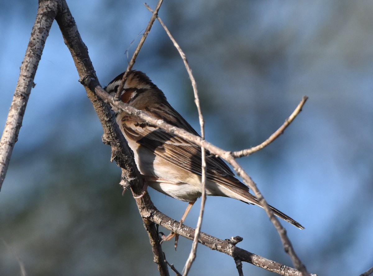 Lark Sparrow - ML619214445