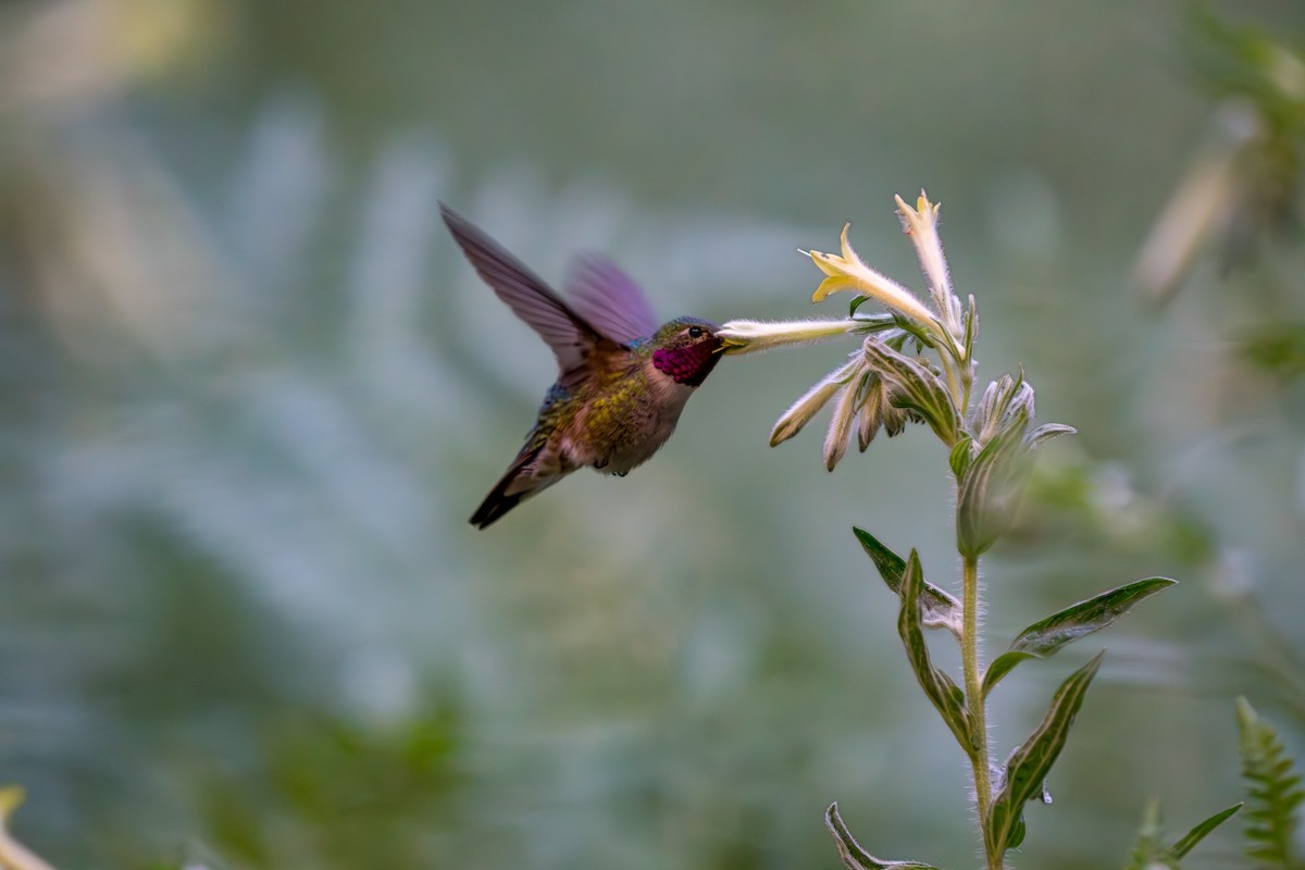 Broad-tailed Hummingbird - Julian Ventres