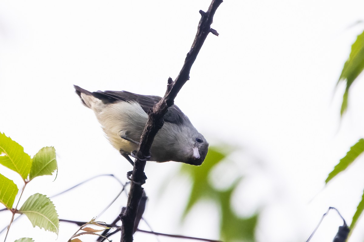 Pale-billed Flowerpecker - ML619214448