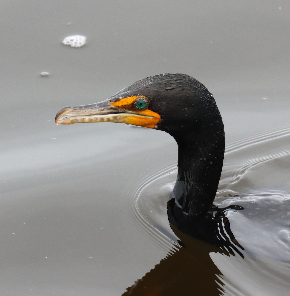 Double-crested Cormorant - Teresa Palos