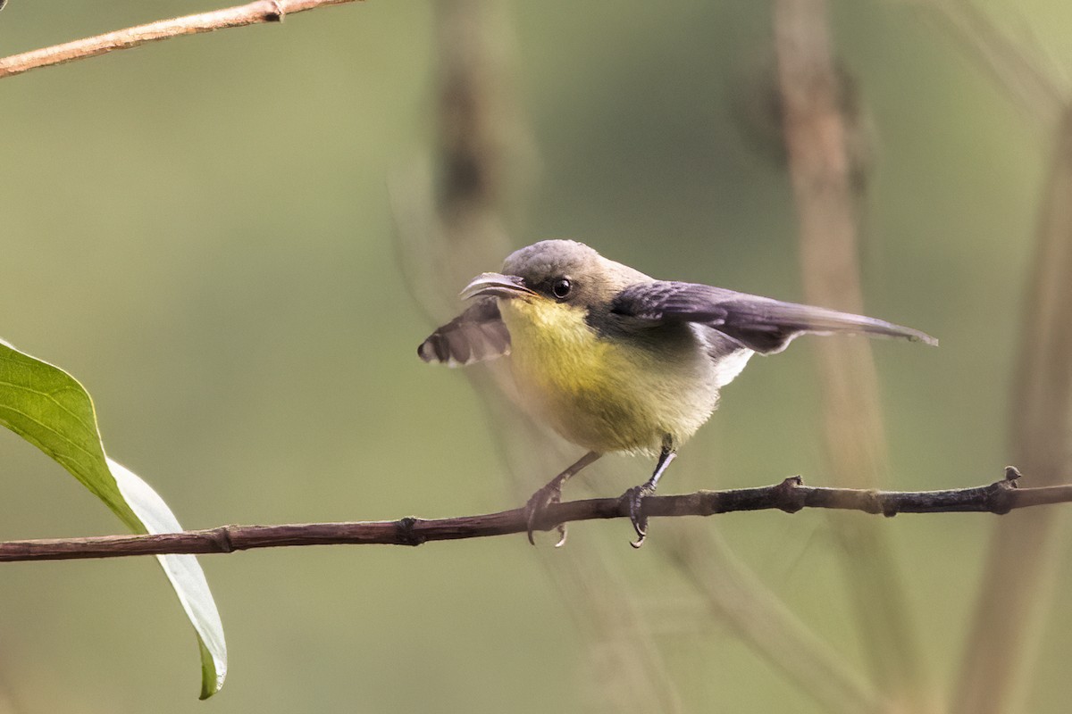 Purple Sunbird - ML619214455