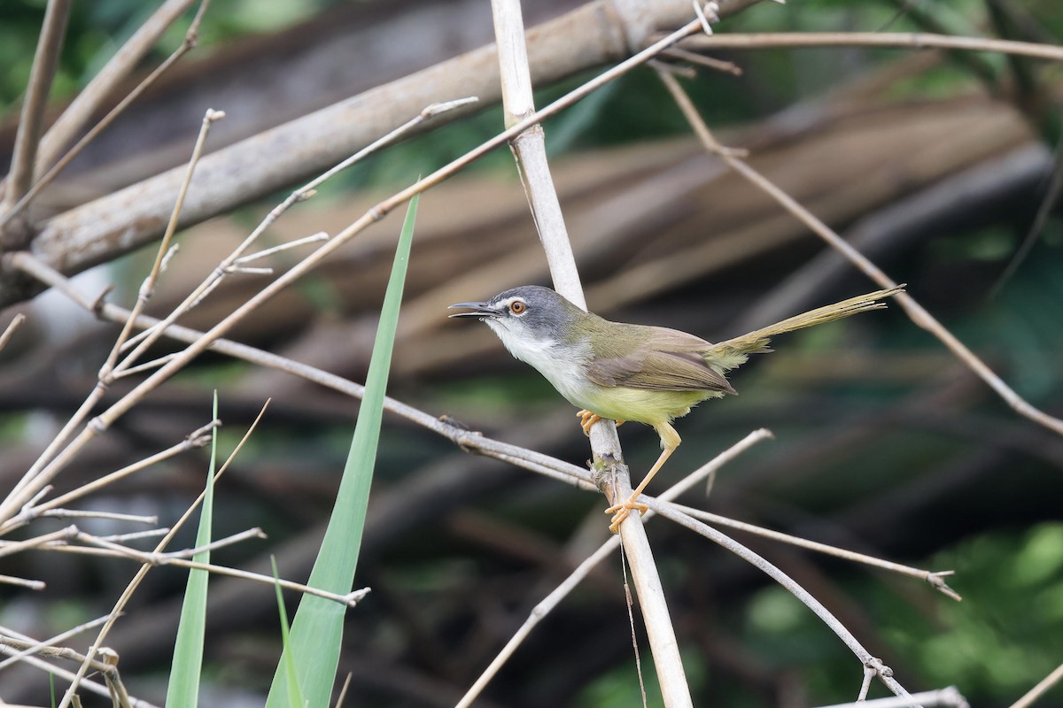 Yellow-bellied Prinia - ML619214456