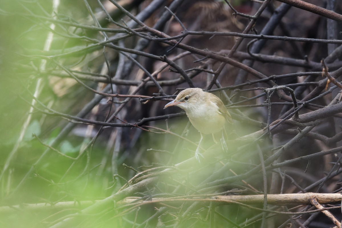 Oriental Reed Warbler - ML619214463