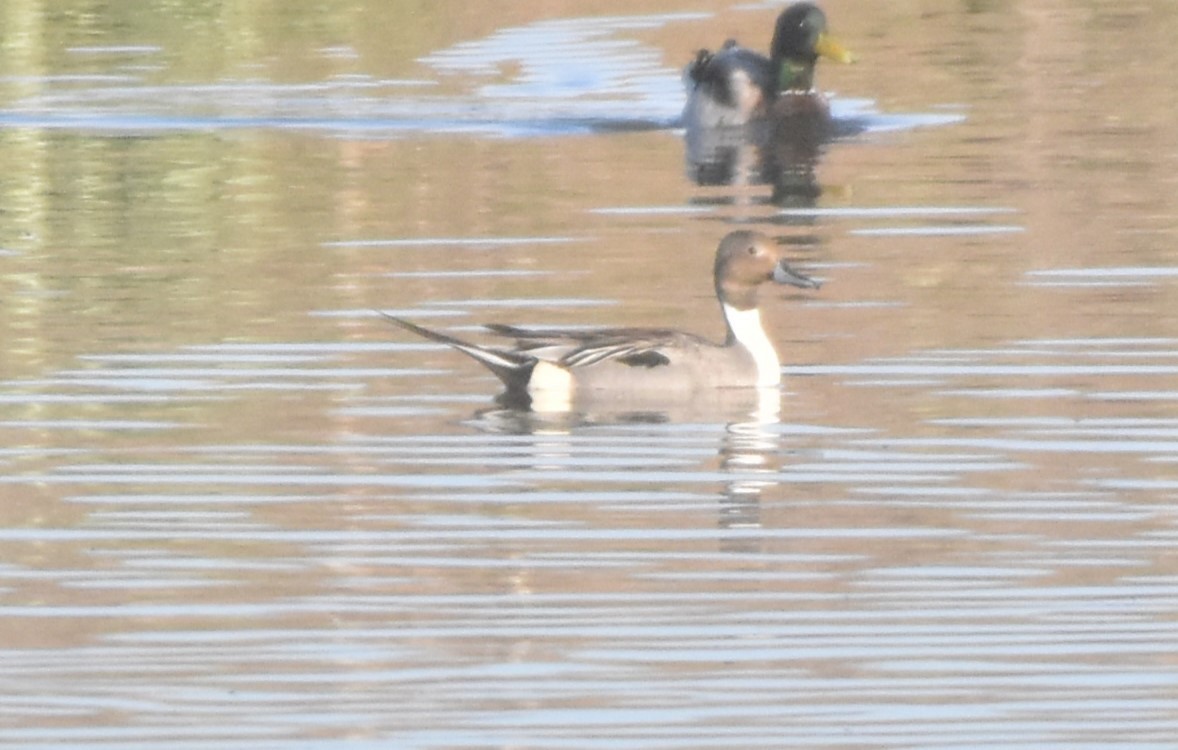 Northern Pintail - ML619214480