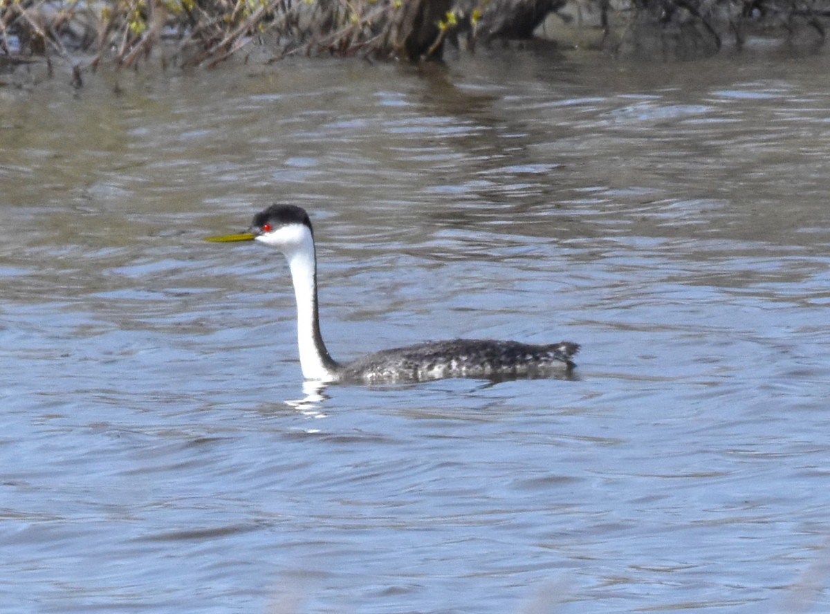 Western Grebe - Alec Andrus