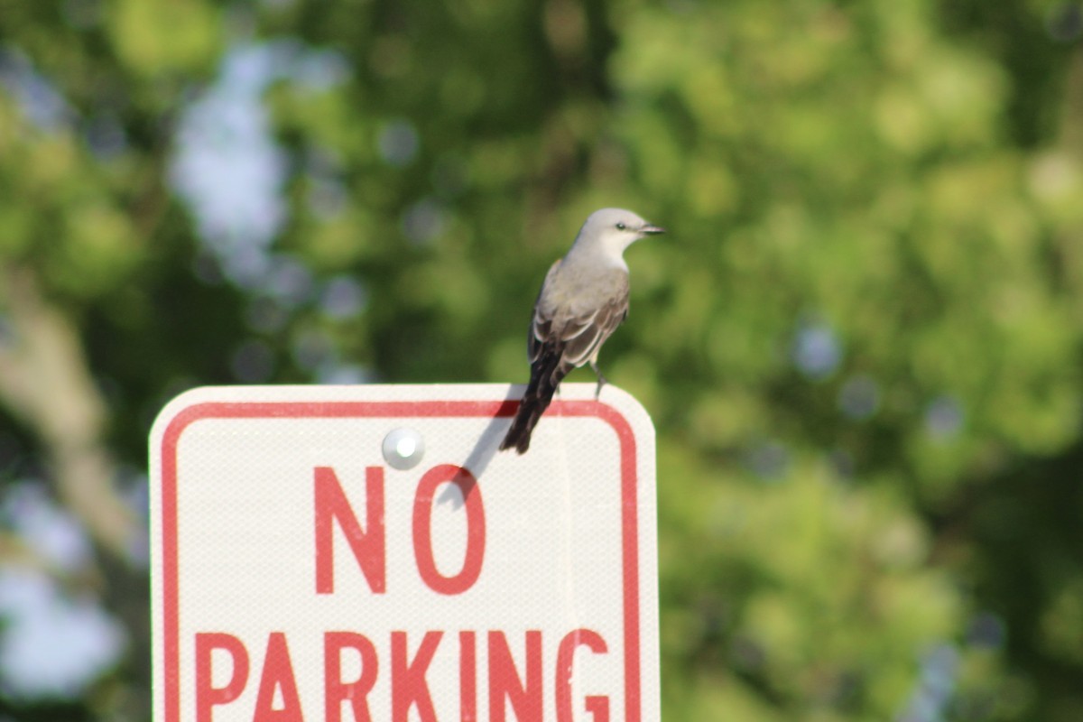 Scissor-tailed Flycatcher - ML619214496