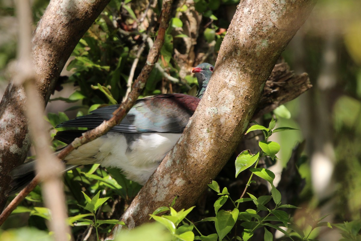 New Zealand Pigeon - Klervi Choulette