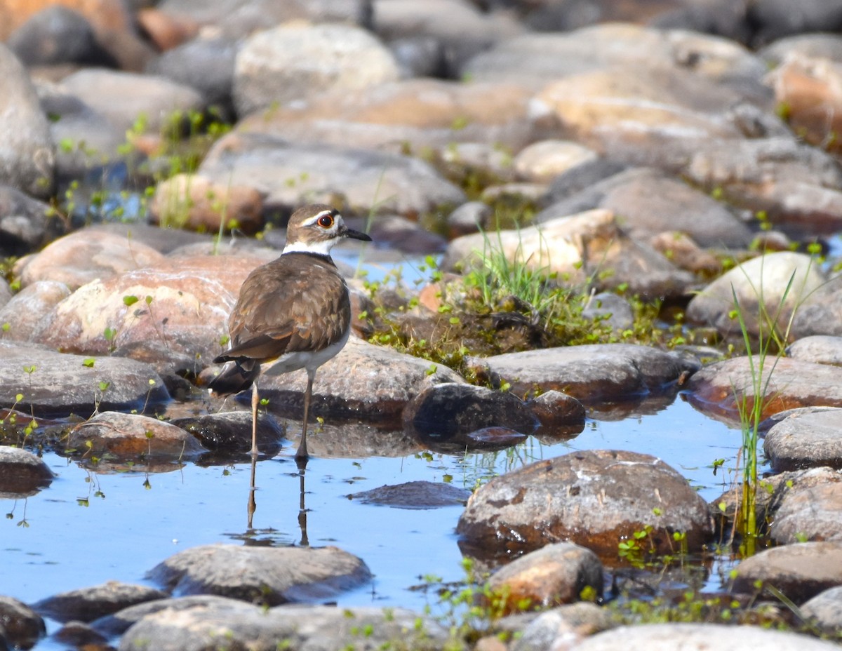 Killdeer - Alec Andrus