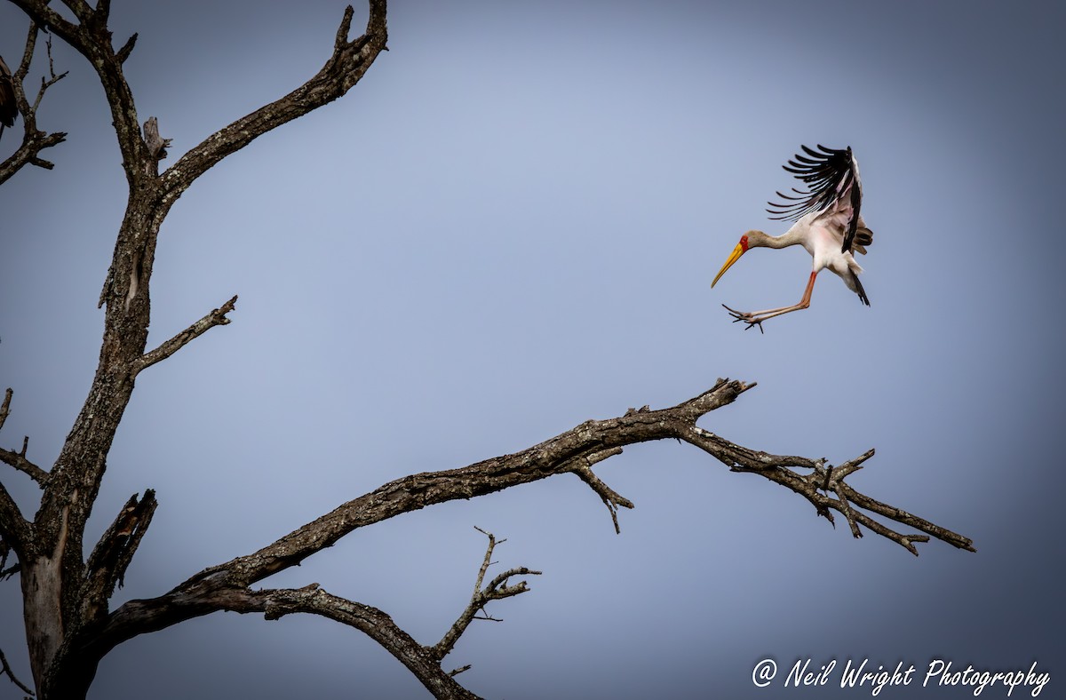 Yellow-billed Stork - Neil Wright