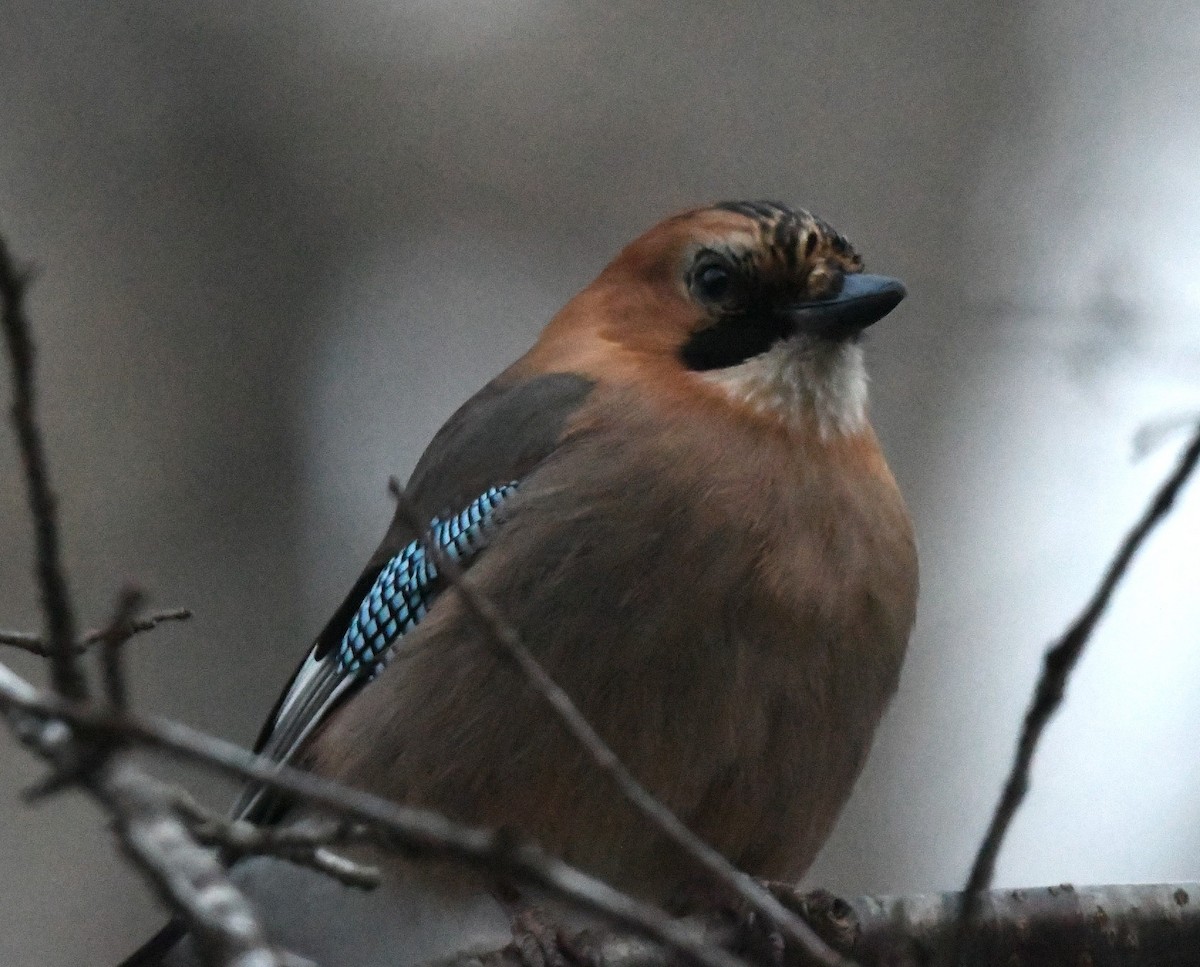 Eurasian Jay (Brandt's) - ML619214523