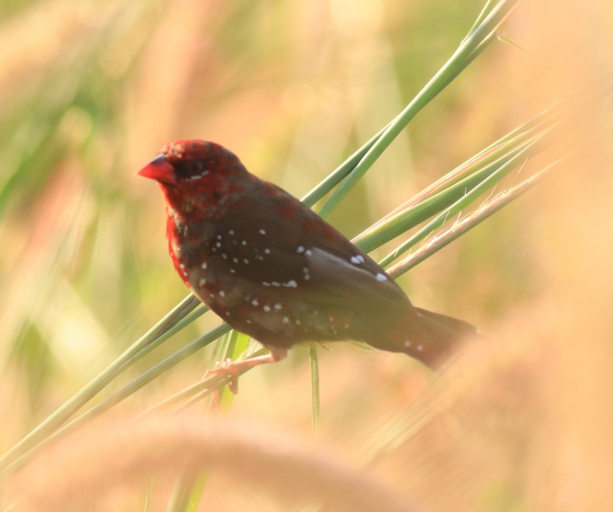 Red Avadavat - Afsar Nayakkan