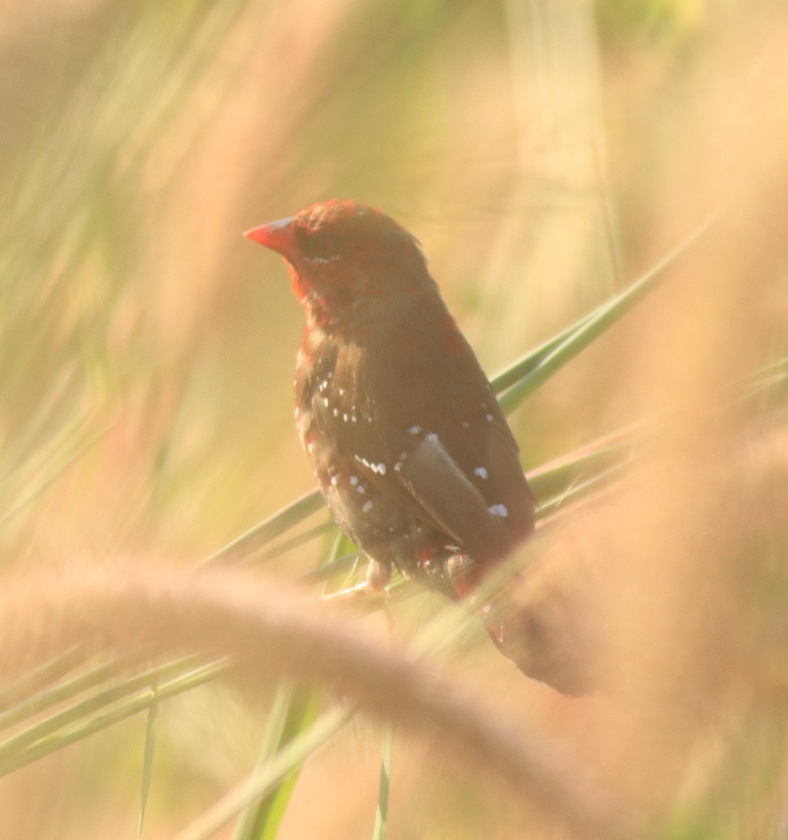 Red Avadavat - Afsar Nayakkan