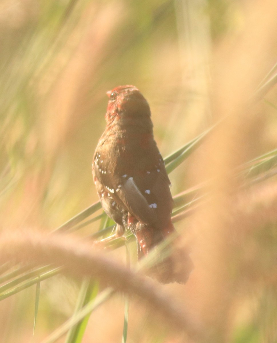 Red Avadavat - Afsar Nayakkan