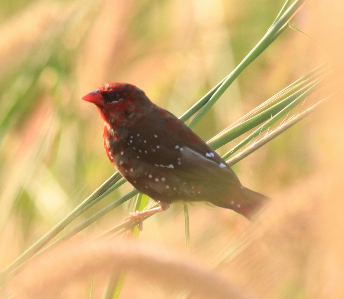 Red Avadavat - Afsar Nayakkan