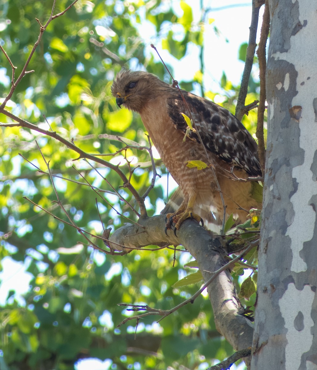 Red-shouldered Hawk (elegans) - ML619214552