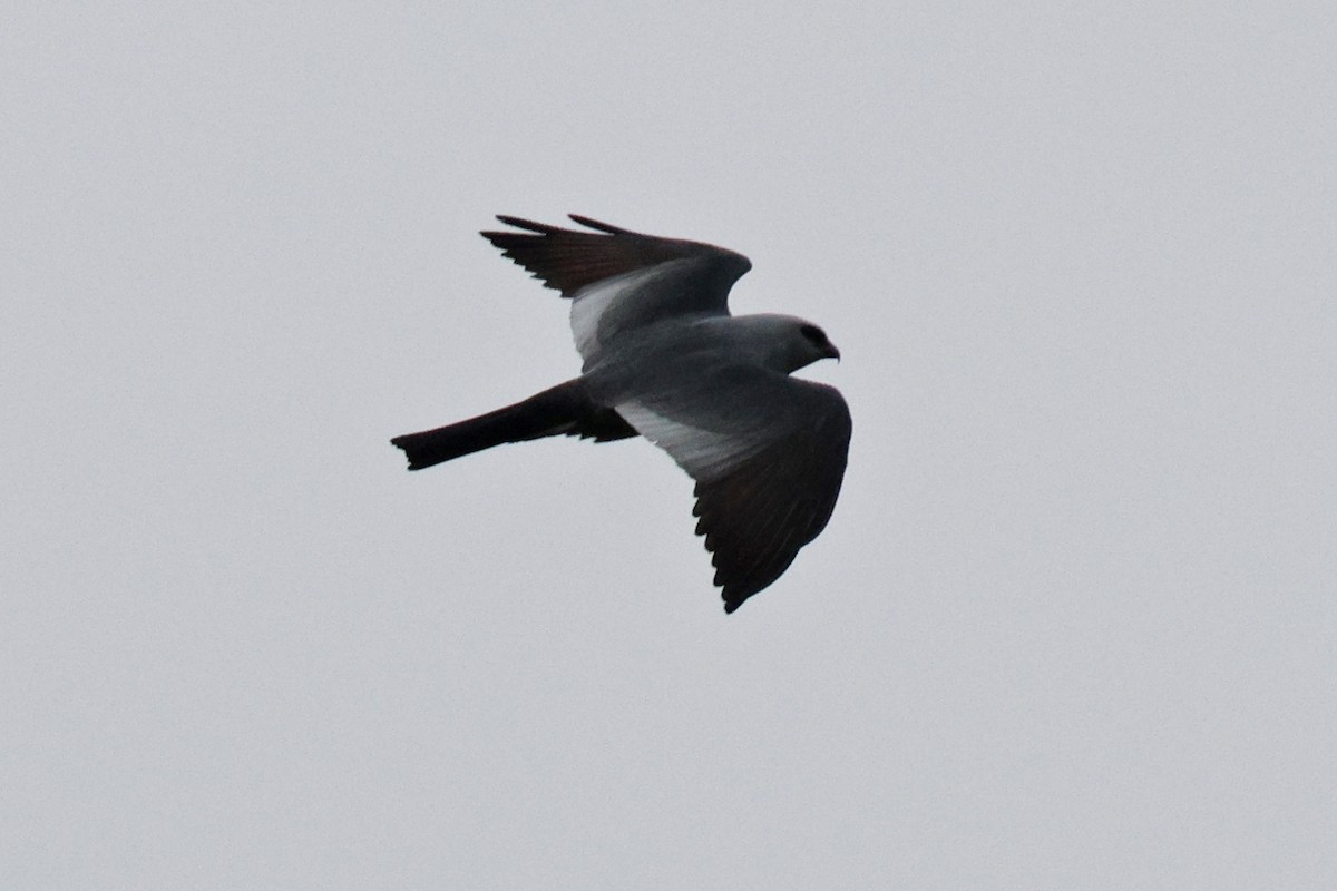 Mississippi Kite - Ginger Spinelli