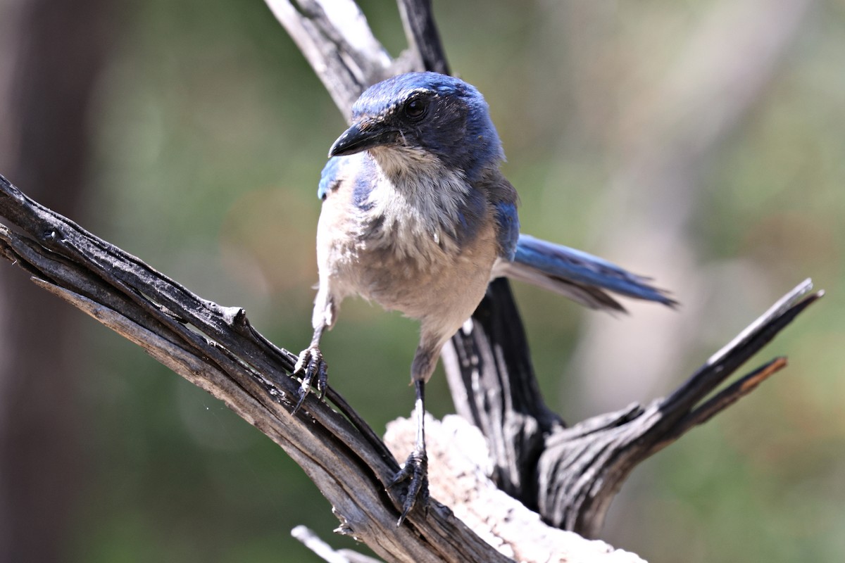 Woodhouse's Scrub-Jay - Ginger Spinelli