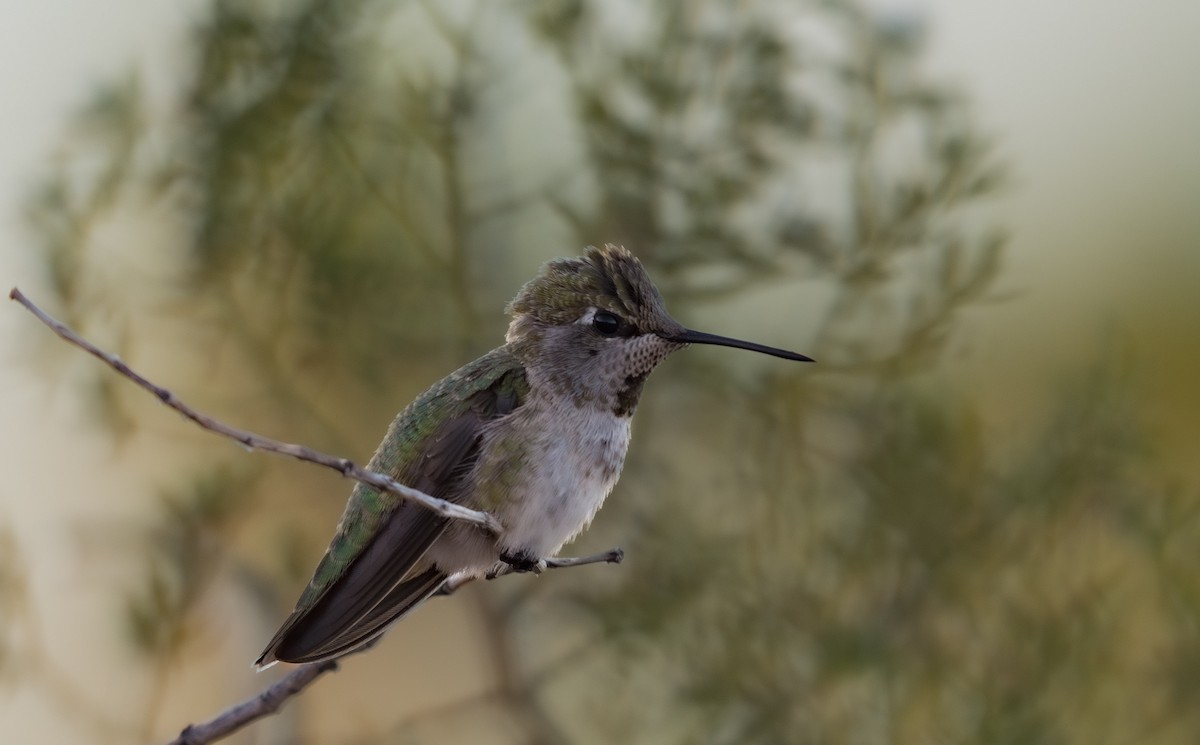 Anna's Hummingbird - Julian Ventres