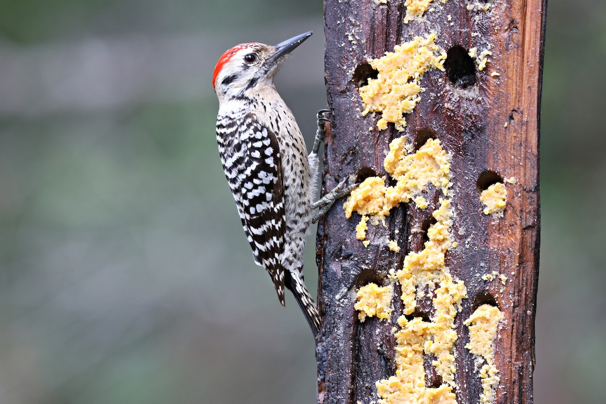 Ladder-backed Woodpecker - ML619214570