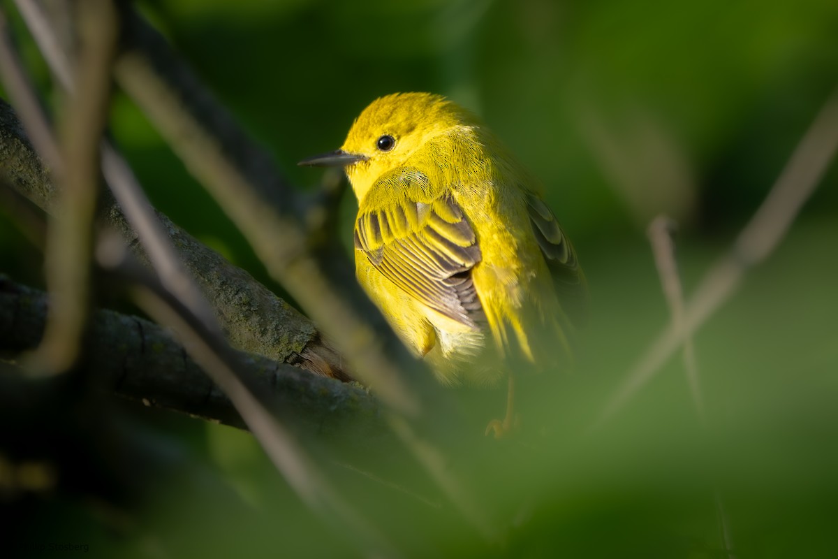 Yellow Warbler - Phillip Stosberg