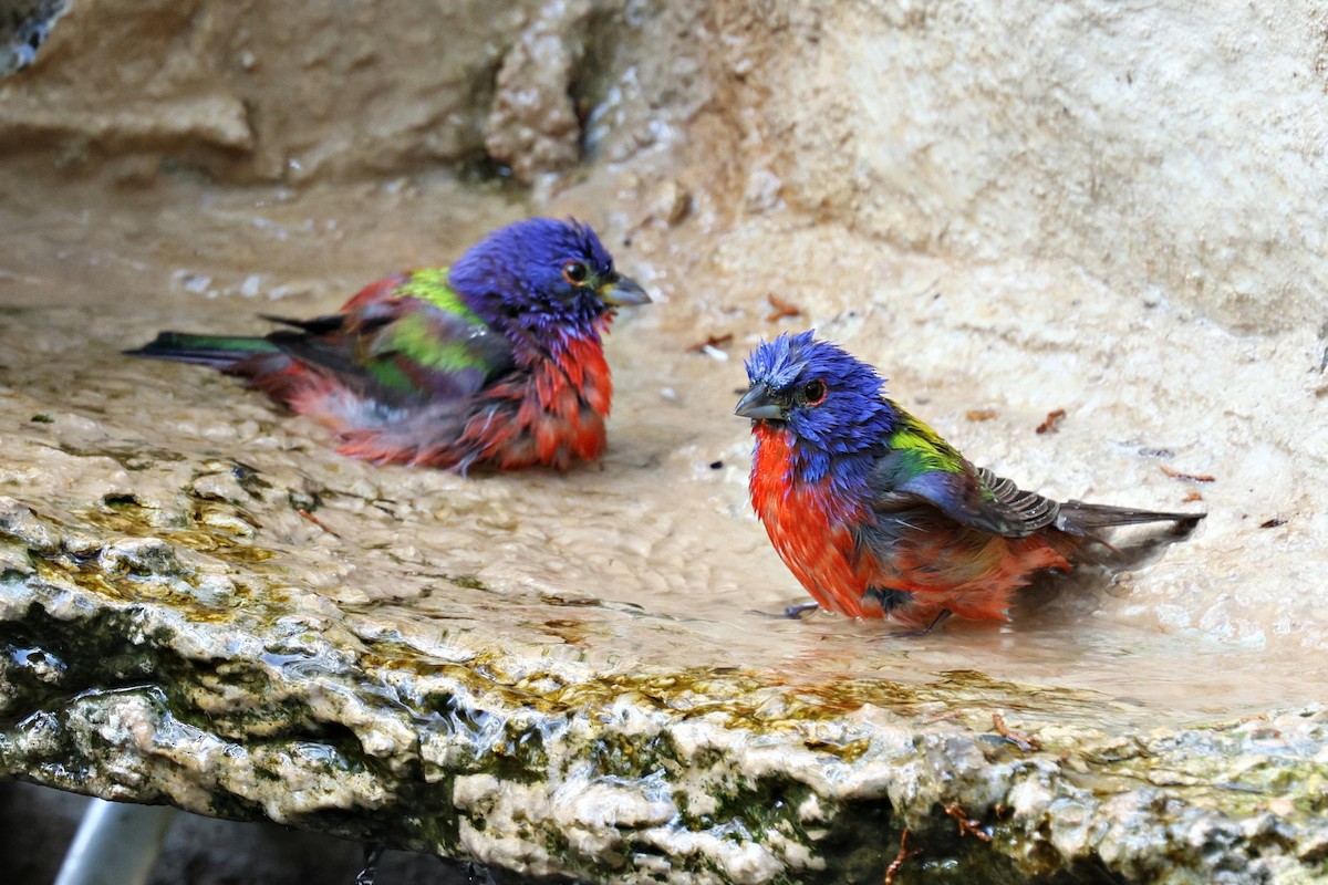 Painted Bunting - Ginger Spinelli