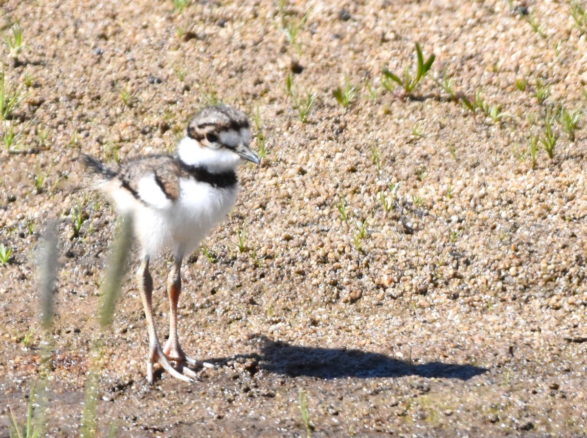 Killdeer - Alec Andrus