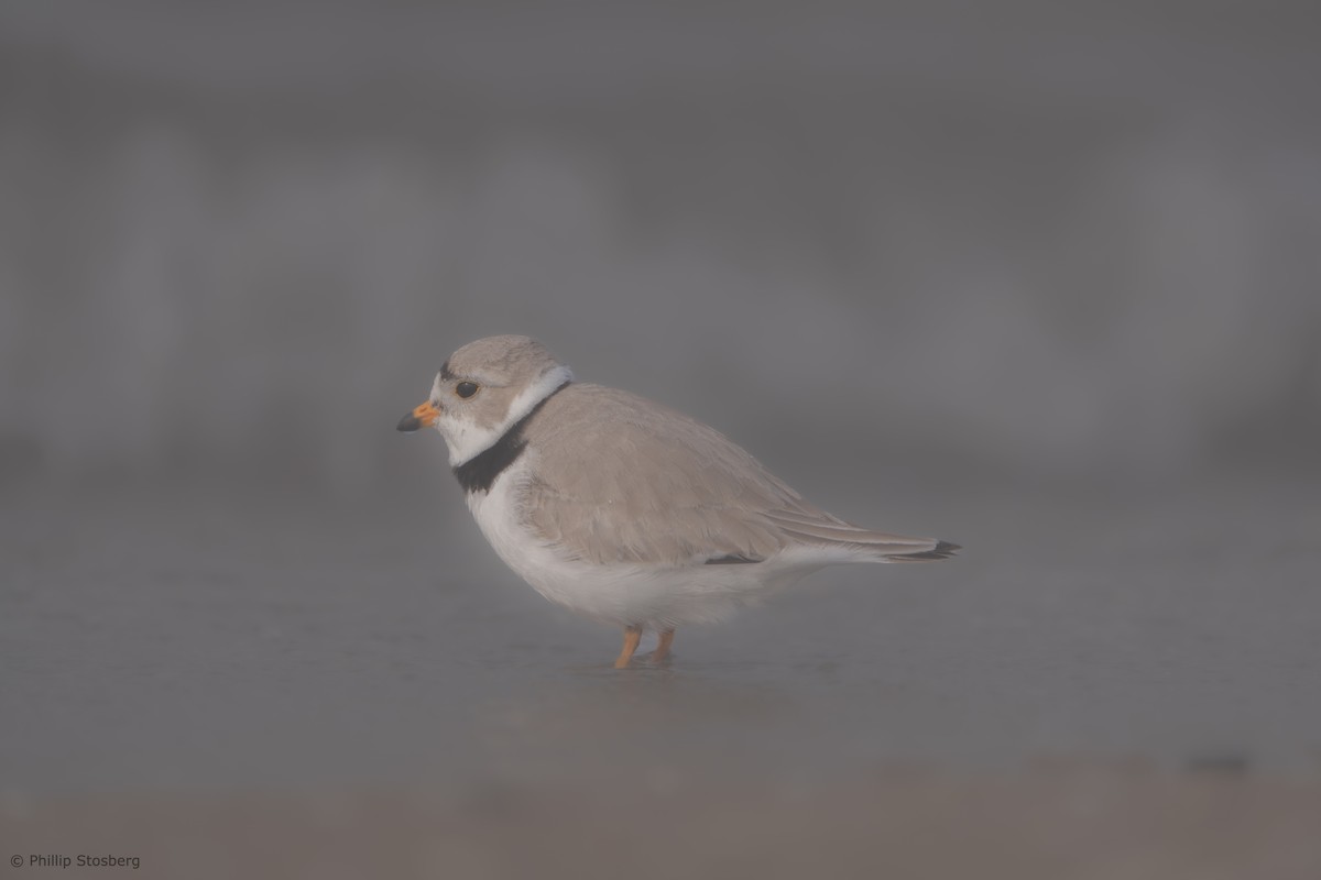 Piping Plover - Phillip Stosberg