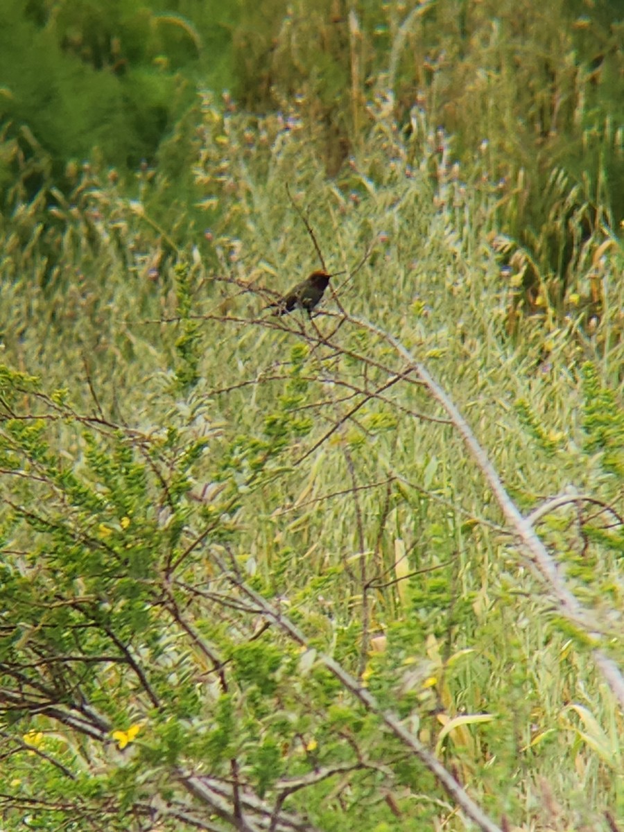 Anna's Hummingbird - Brandon Reed