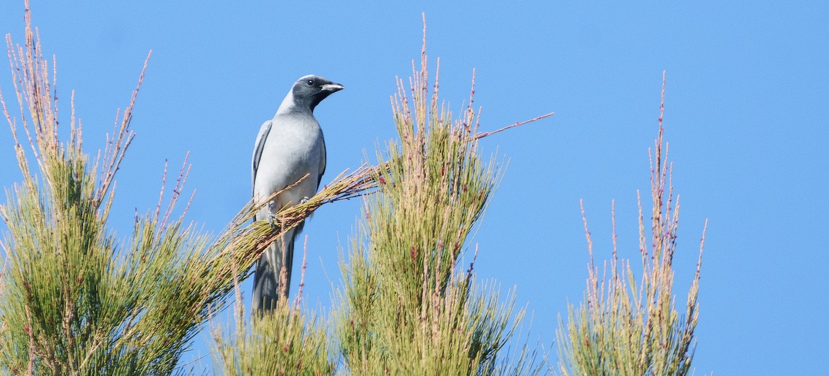 Black-faced Cuckooshrike - Ben Milbourne