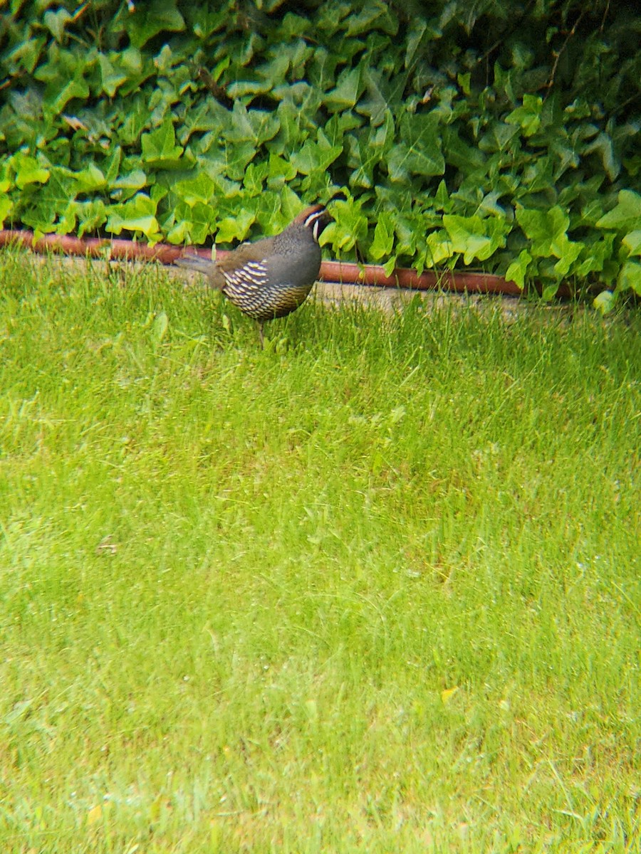 California Quail - Brandon Reed