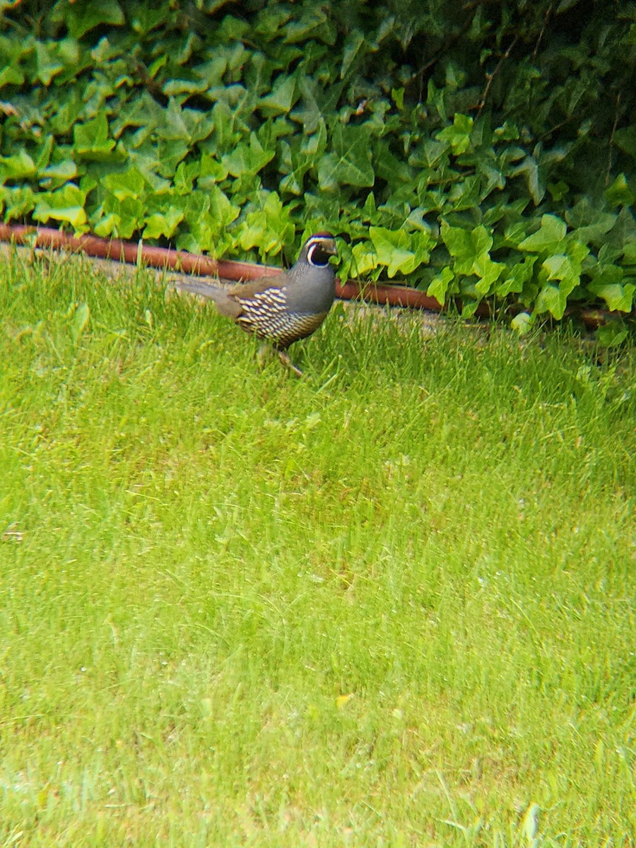 California Quail - Brandon Reed